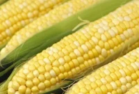 Slow Cooker Corn on the Cob: Tender, Juicy Summer Recipe