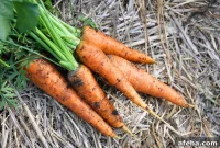 Planting Carrot Seeds: A Simple Step-by-Step Guide