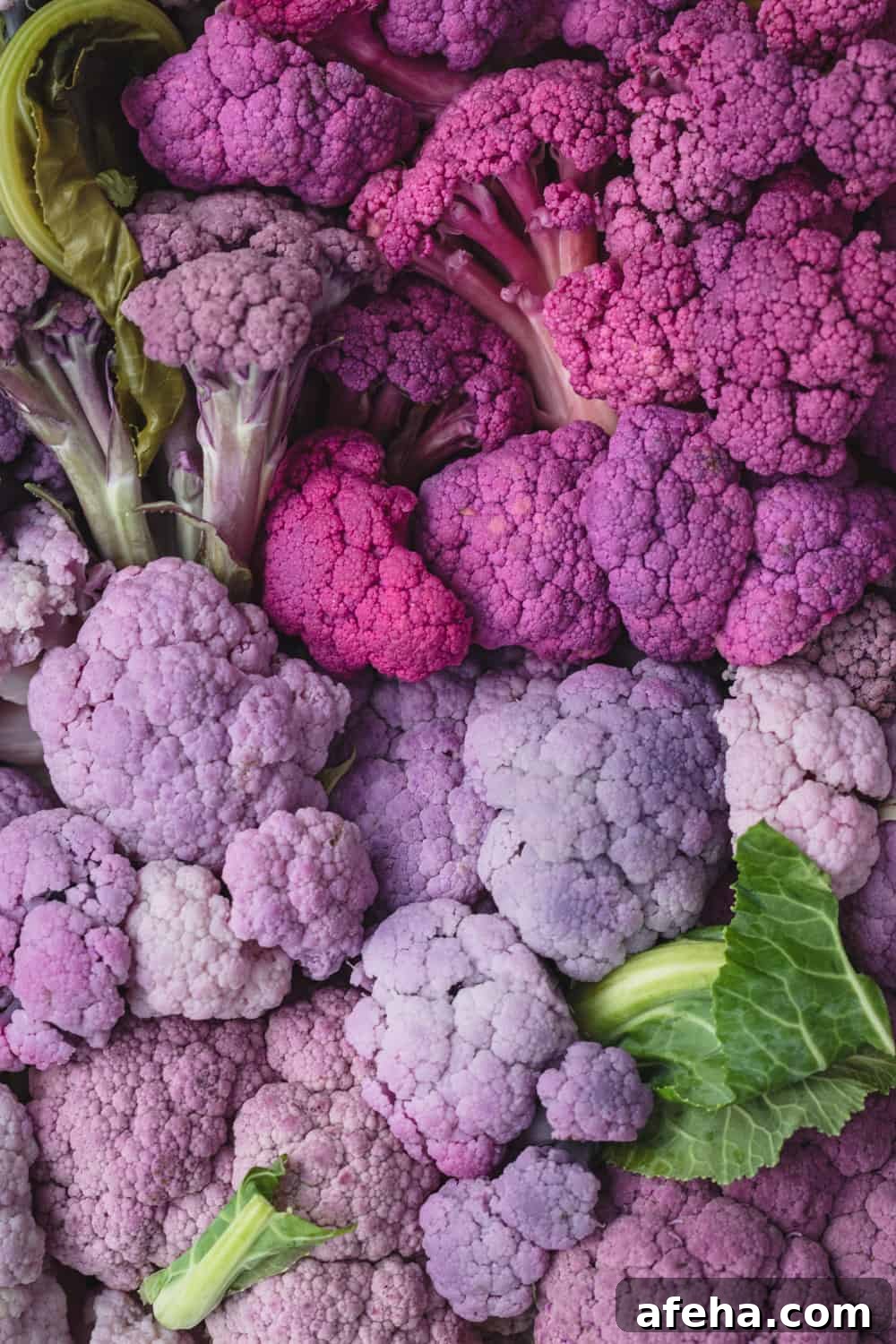 Purple Cauliflower Varieties: Flavor, Nutrition & Cooking Tips 4 purple cauliflower florets, pickled and blanched, in different shades of purple; overhead