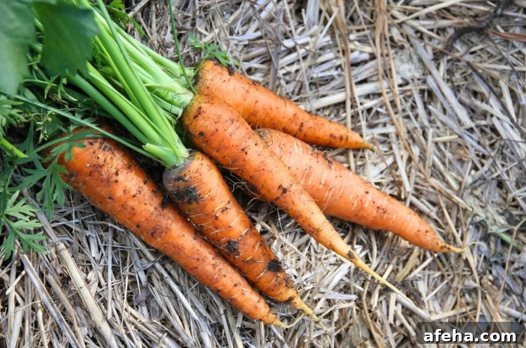 A handful of fresh carrots with green tops still attached