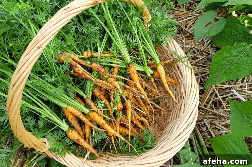 A basket filled with thumb size carrots from a second thinning.