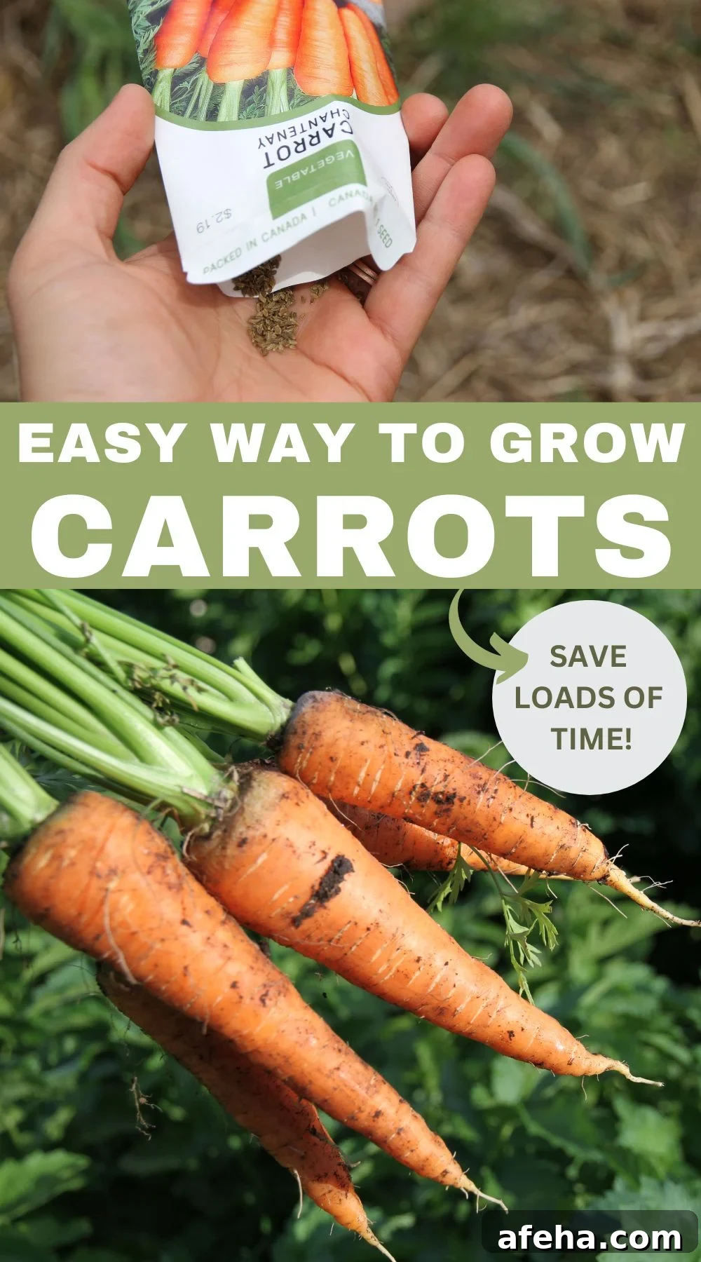 Tips for growing carrots the easy way!