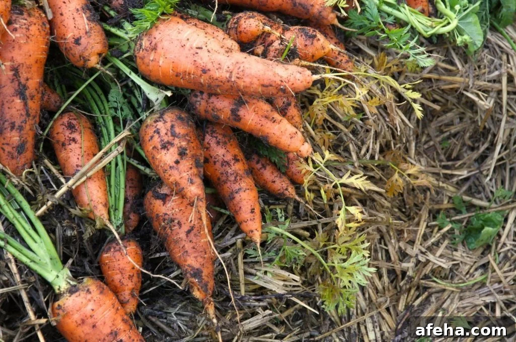 A large bunch of Danvers carrots, freshly pulled and piled up in the garden.