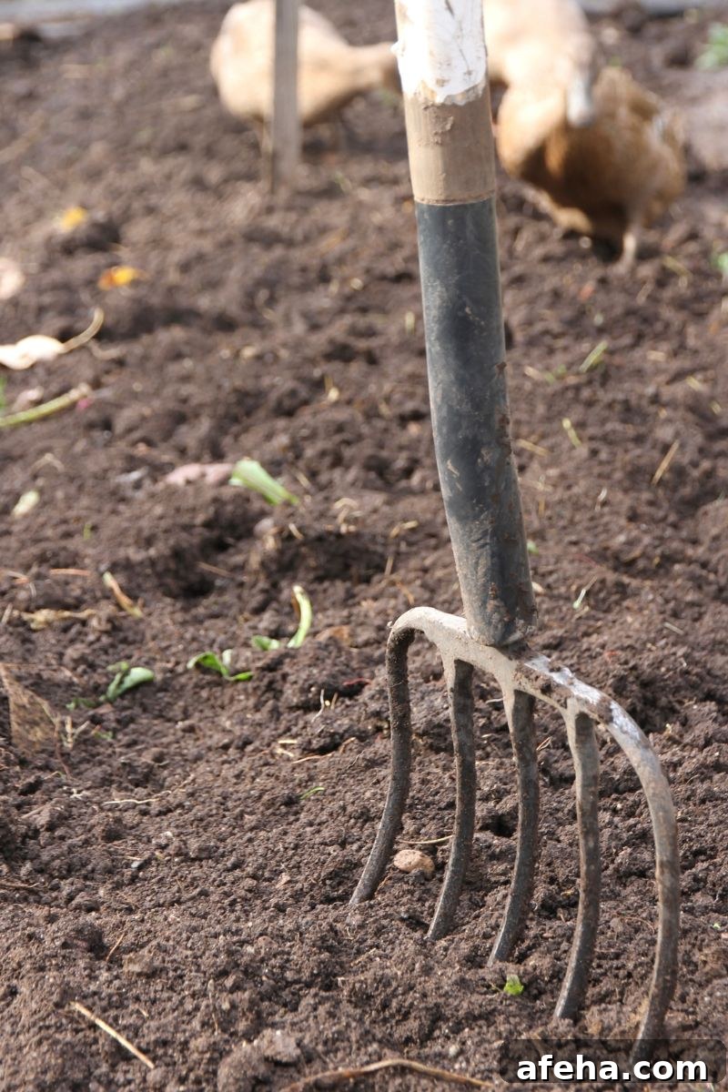 A pitchfork stuck in a garden bed of freshly turned soil, in preparation for planting carrots.