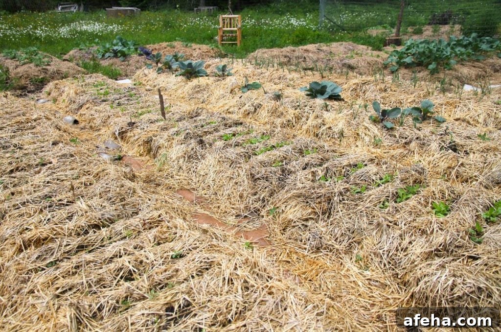 Wide garden bed covered in straw mulch with tiny root vegetable seedlings popping up.