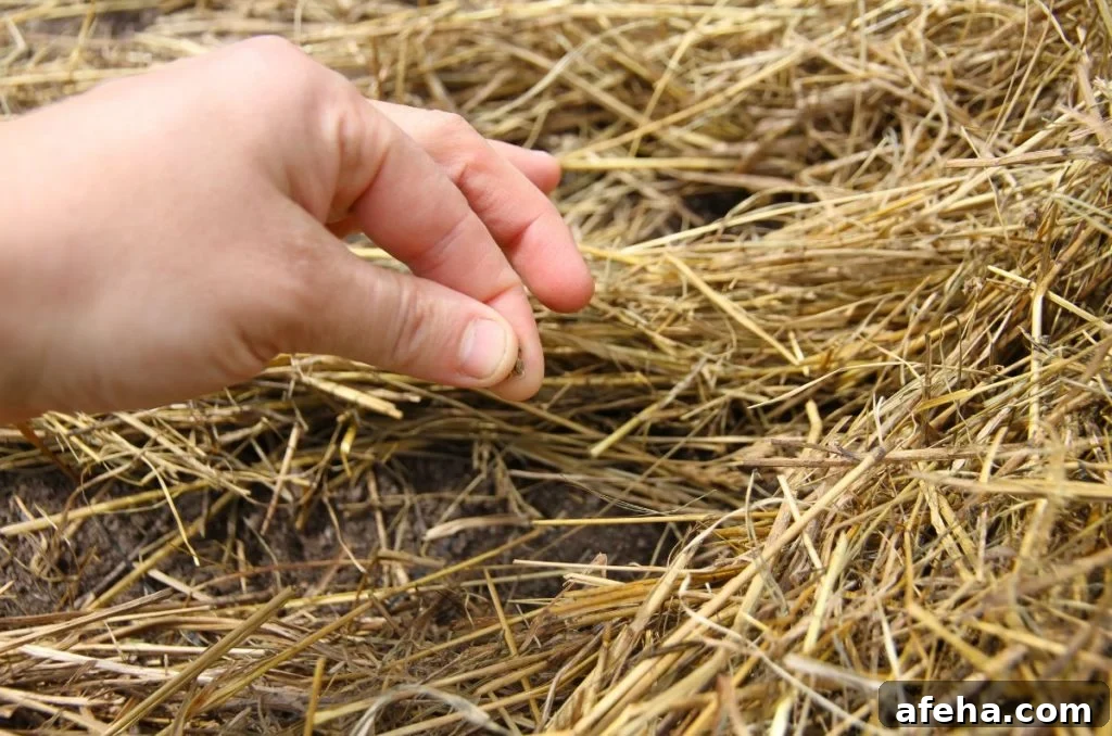 Planting carrot seed in rows of mulch by pinching seed between pointer finger and thumb, then dropping tiny seeds down the row.
