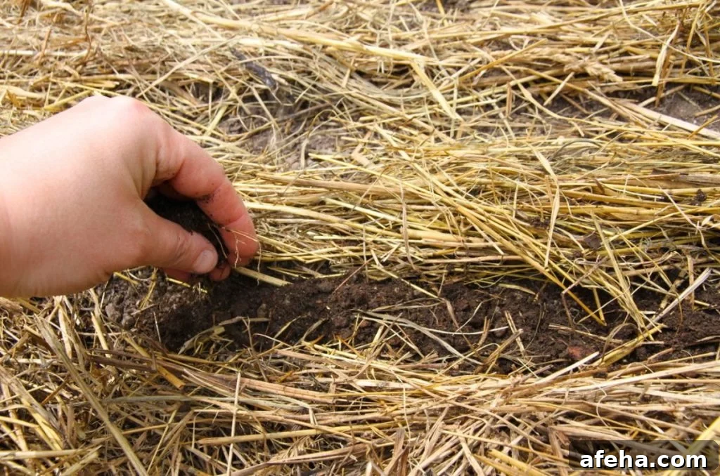 Covering carrot seeds with 1/4 inch of soil by sprinkling it down the row of earth with my hands. 