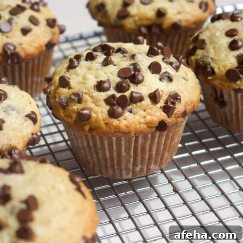 Coconut Chocolate Chip Muffins