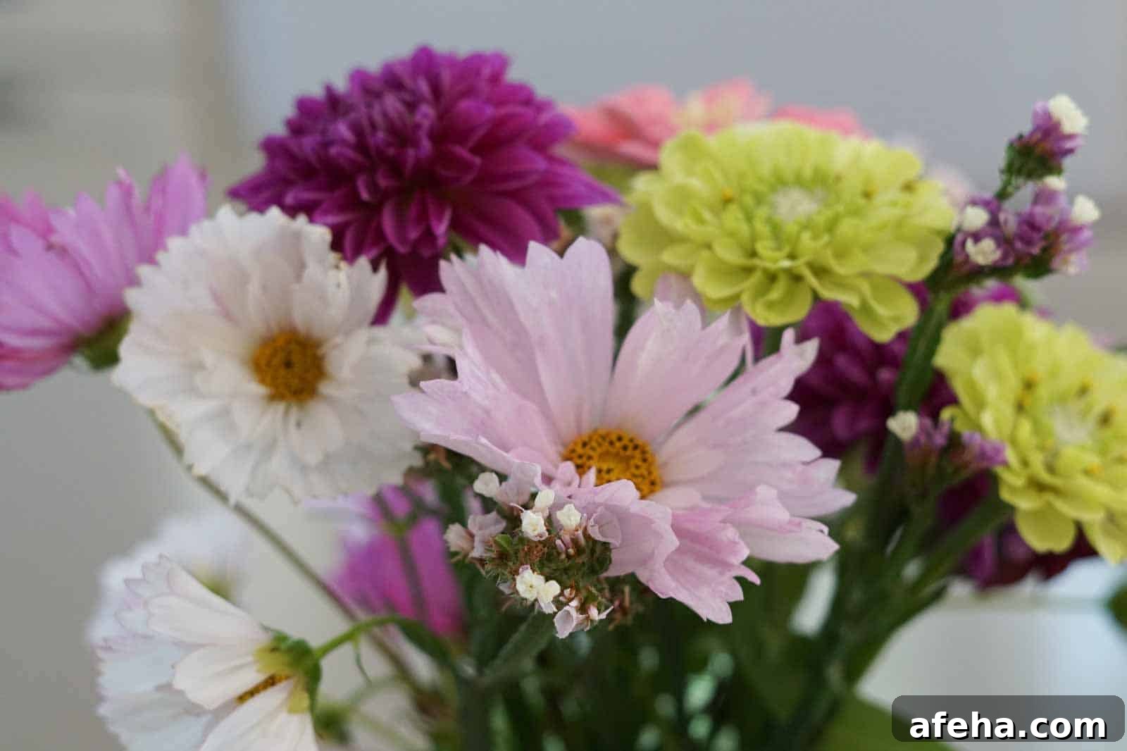 cut flower bouquet with pink and white cosmos, lime zinnias, and pink dahlias