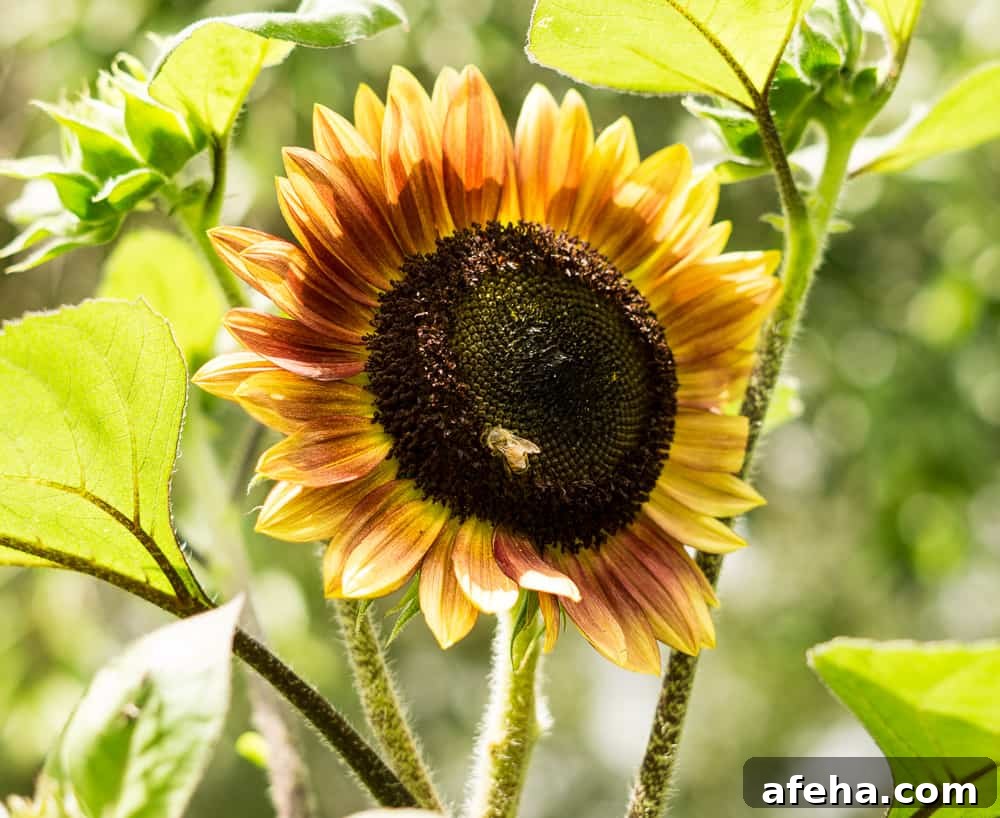 autumn beauty sunflower in cutting garden