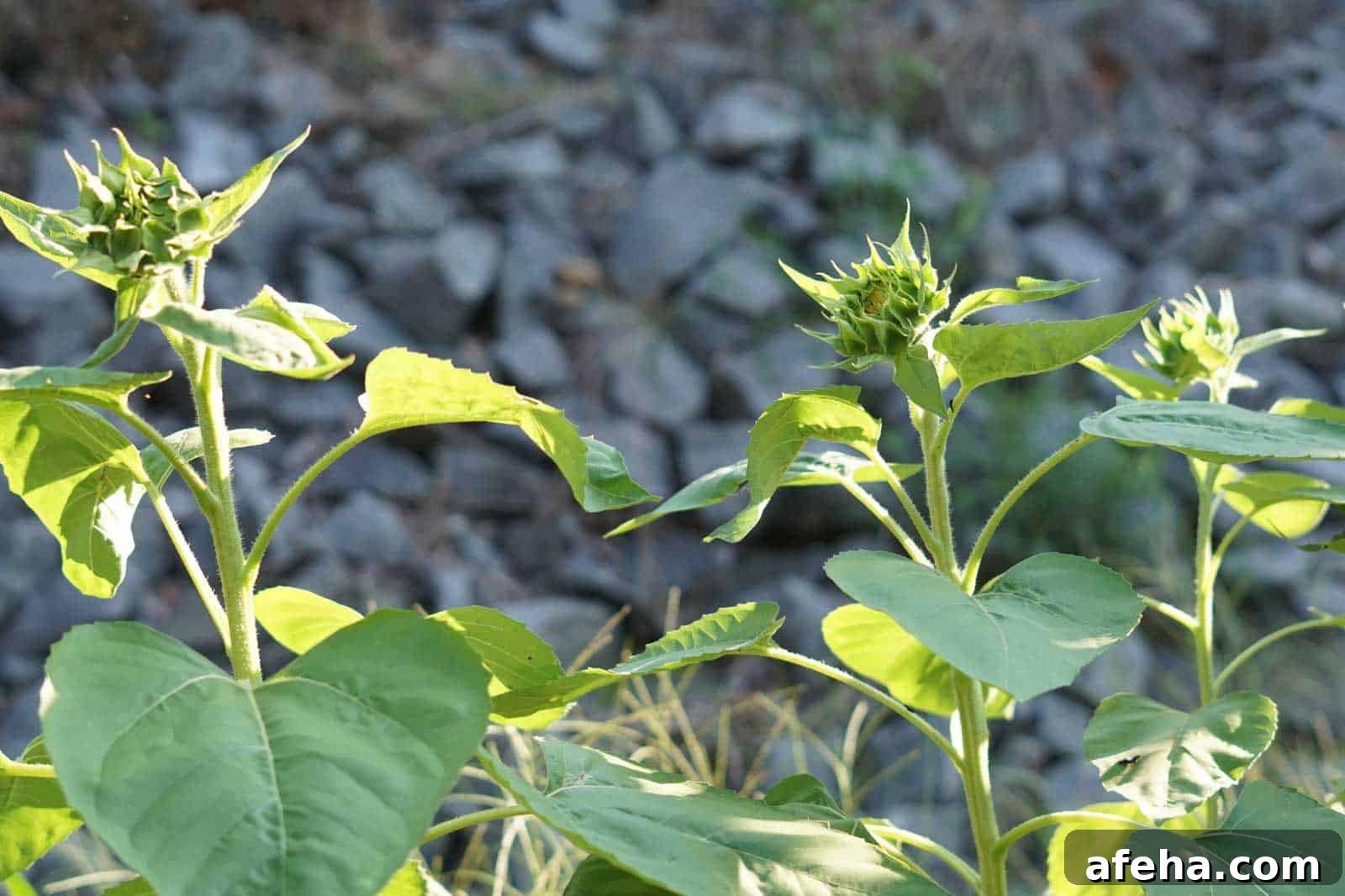 precut sunflowers in garden, not open yet