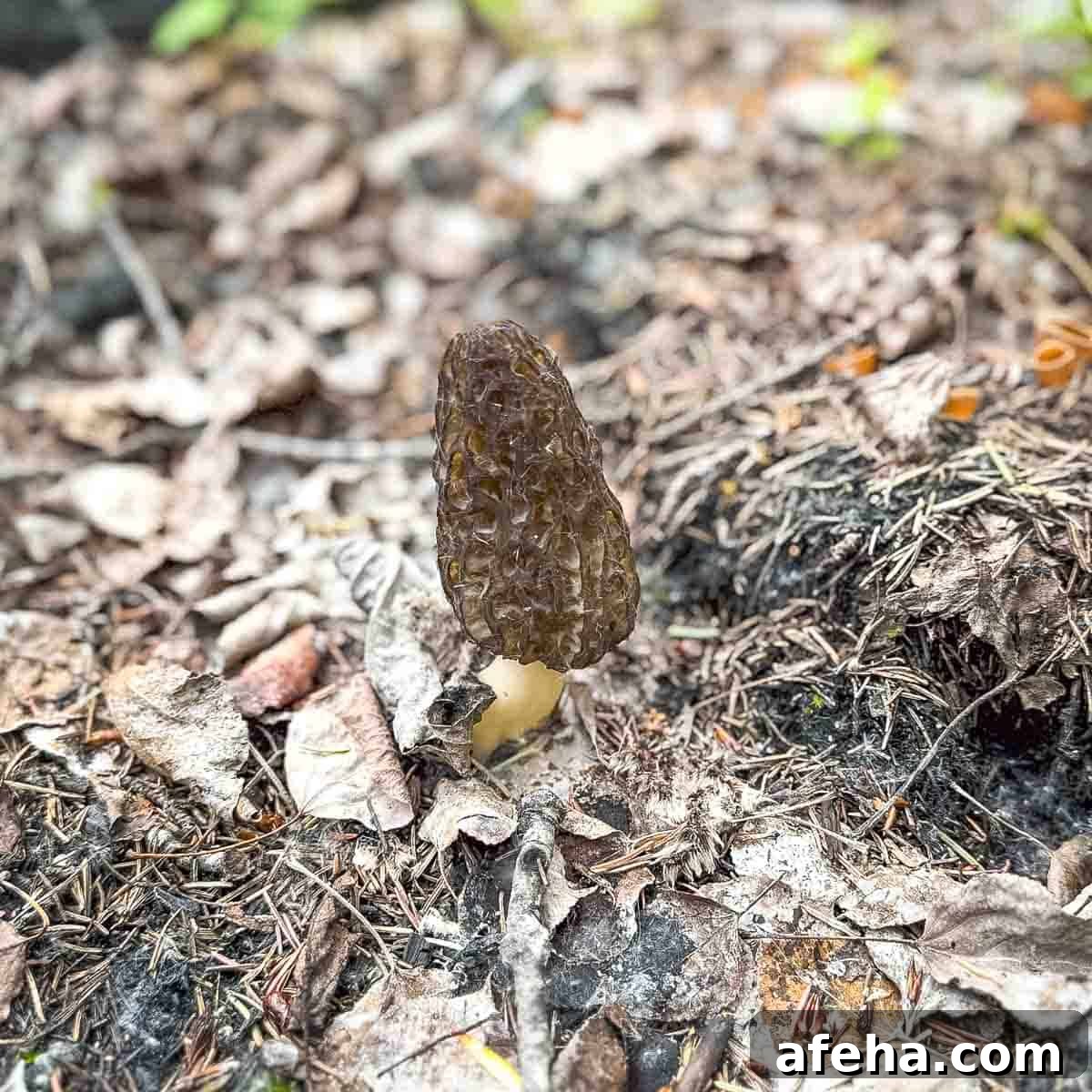 A whole morel mushroom in the soil of the forest where we foraged.