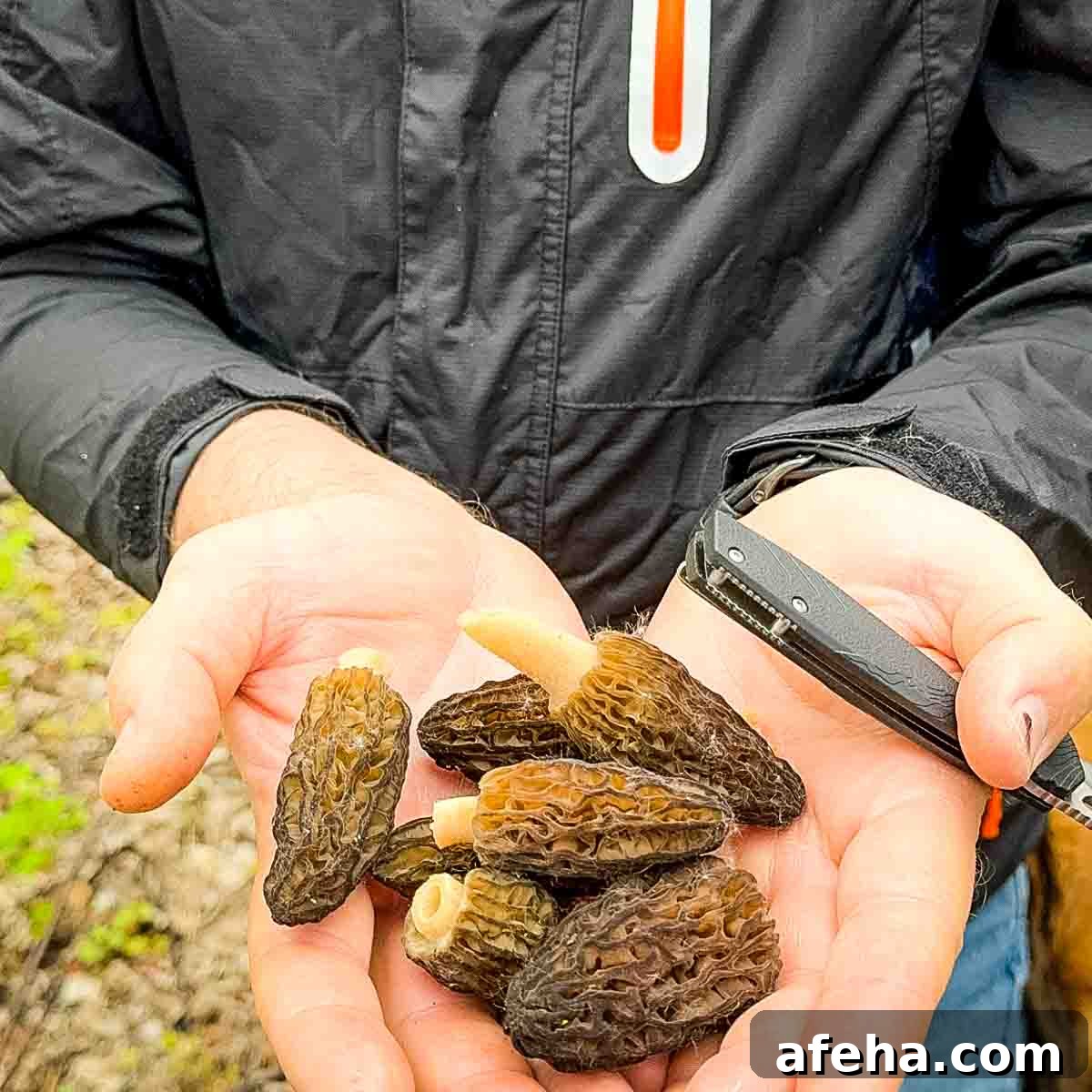 Jeri's husband Bill holding a handful of just picked morel mushrooms.