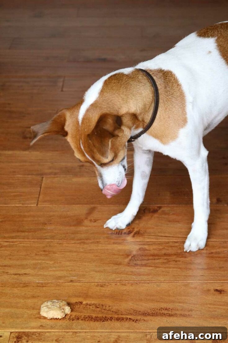 Jack Russell Terrier looking at a homemade dog treat.